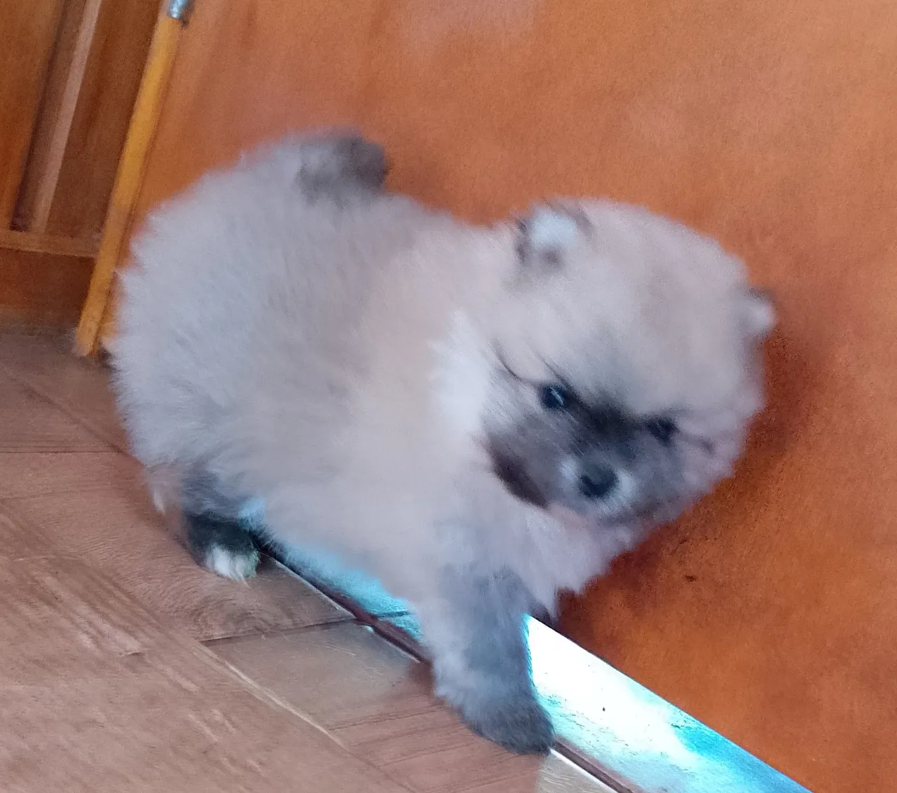 Filhote de Spitz Alemão