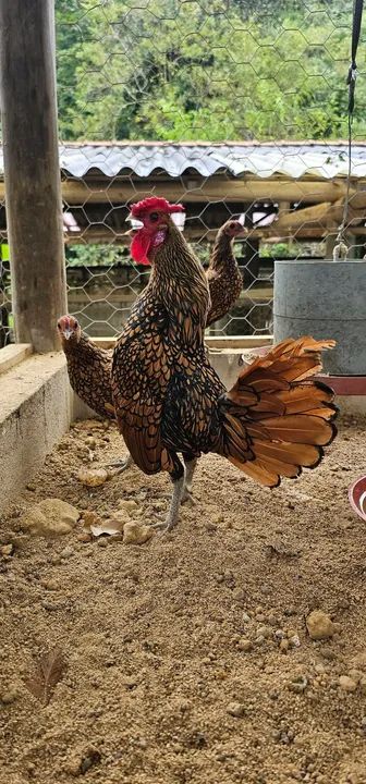 Sebrigths - Dourada excelente genética  - Foto 2