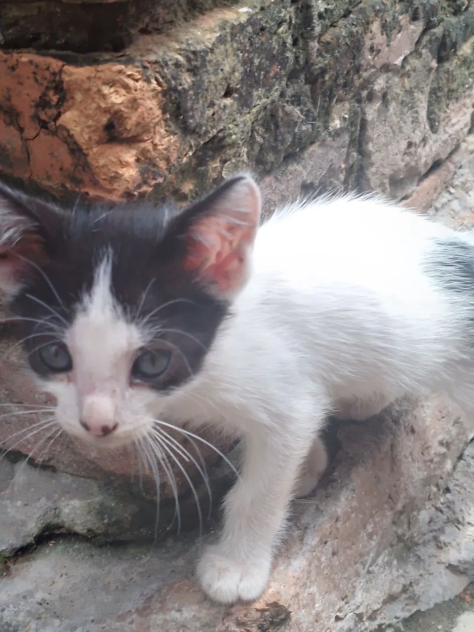 GATINHOS PARA ADOÇÃO |OBS: O GATINHO COM MANCHA EM FORMA DE CORAÇÃO É FÊMEA.  - Foto 2