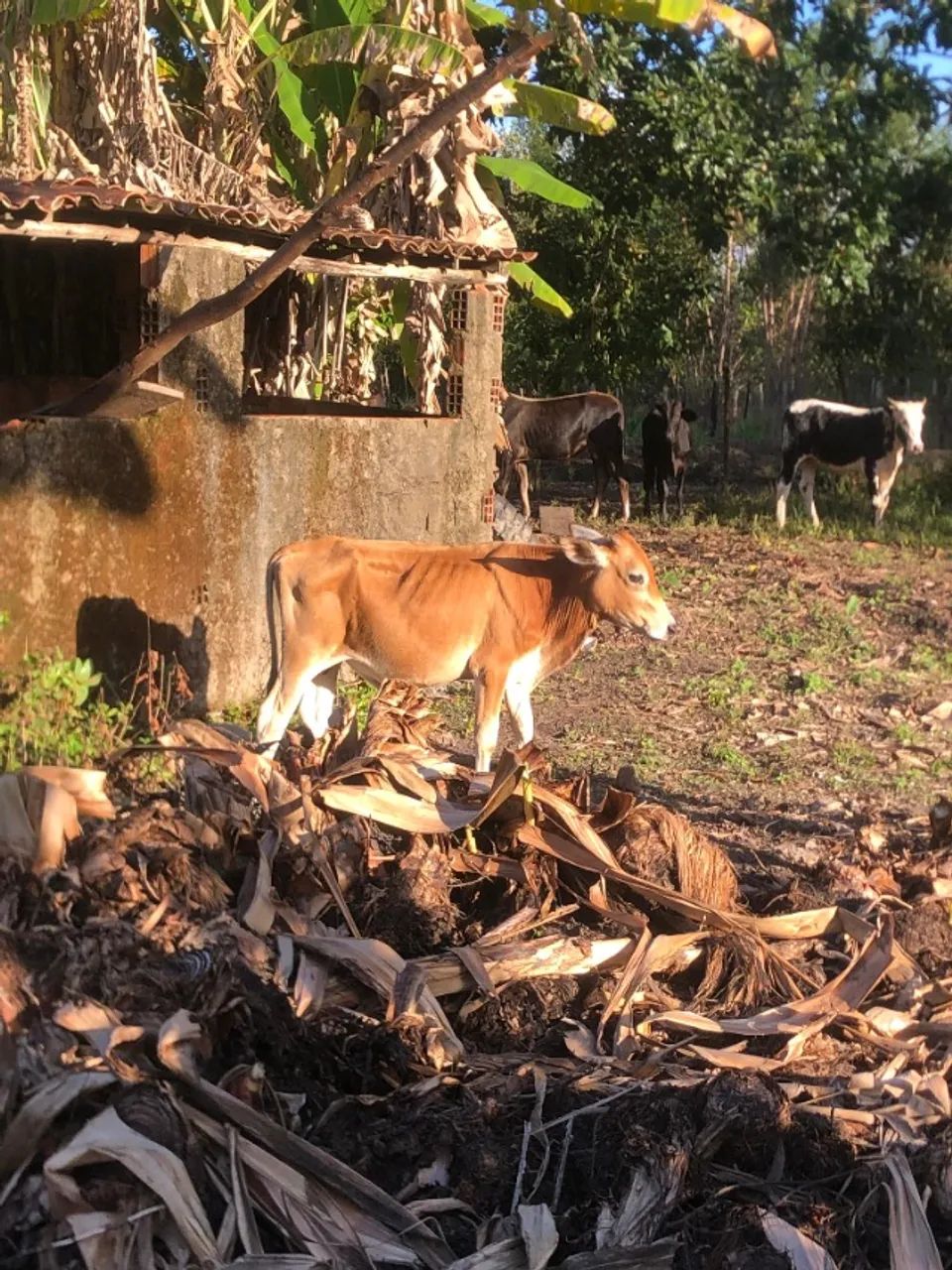 Bezerro (vendo ou troco)
