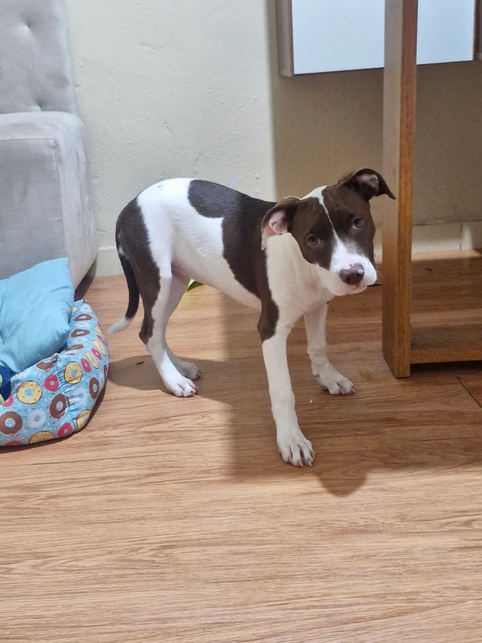 Filhote Pitbull - Foto 2