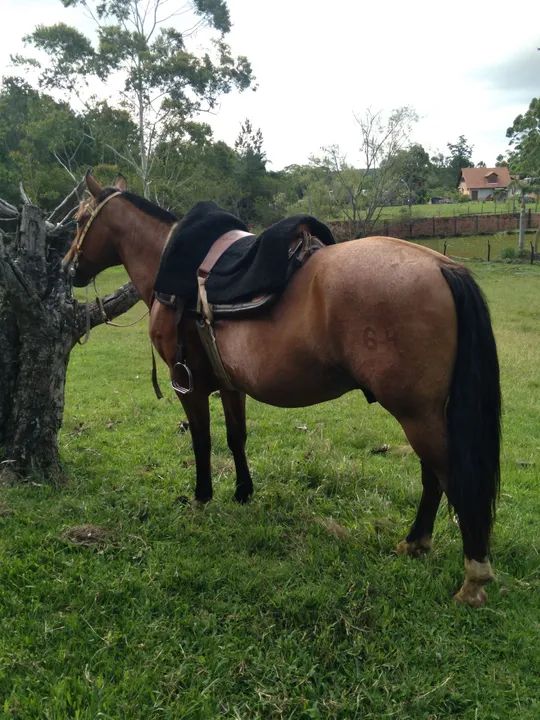 BARBADA, LINDO CAVALO, CONFIRMADO, DE LAÇO, ENCILHADO - Foto 6