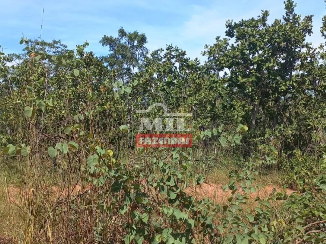 Fazenda de 146.5 Alqueires (708 ha) Mun Pontal do Araguaia - Foto 3