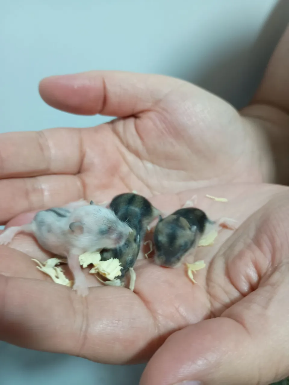 Filhotes de Hamster anão russo 