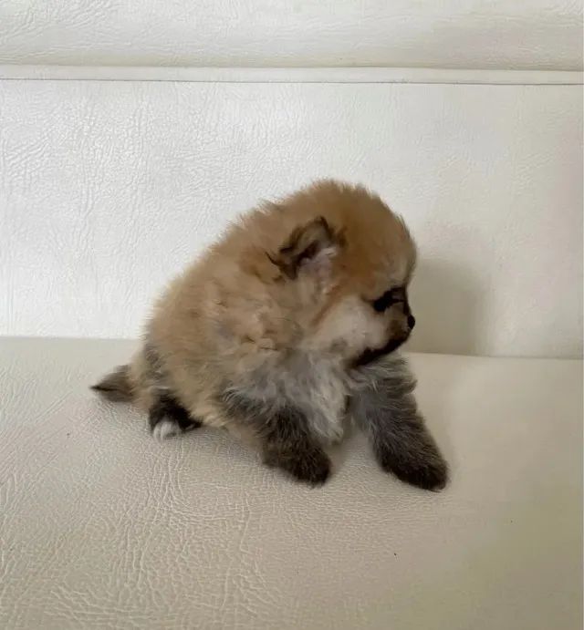 Spitz Alemão anão- Filhotes de raça Premium com documentação completa!! - Foto 3