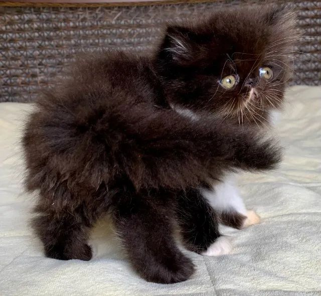 Show D/Gata Persa filhote Feméa Bicolor pelo longo extremada,C/50 Dia P/Reserva Linda. - Foto 4