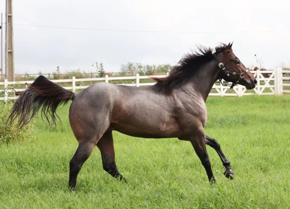 Cavalo Quarto de Milha - Sêmen/Cobertura - Foto 5