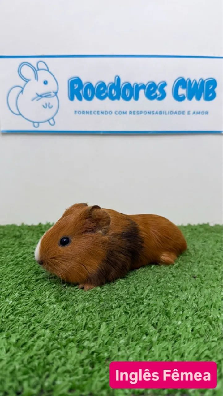 Porquinhos várias raças (Roedores CWB)  - Foto 3