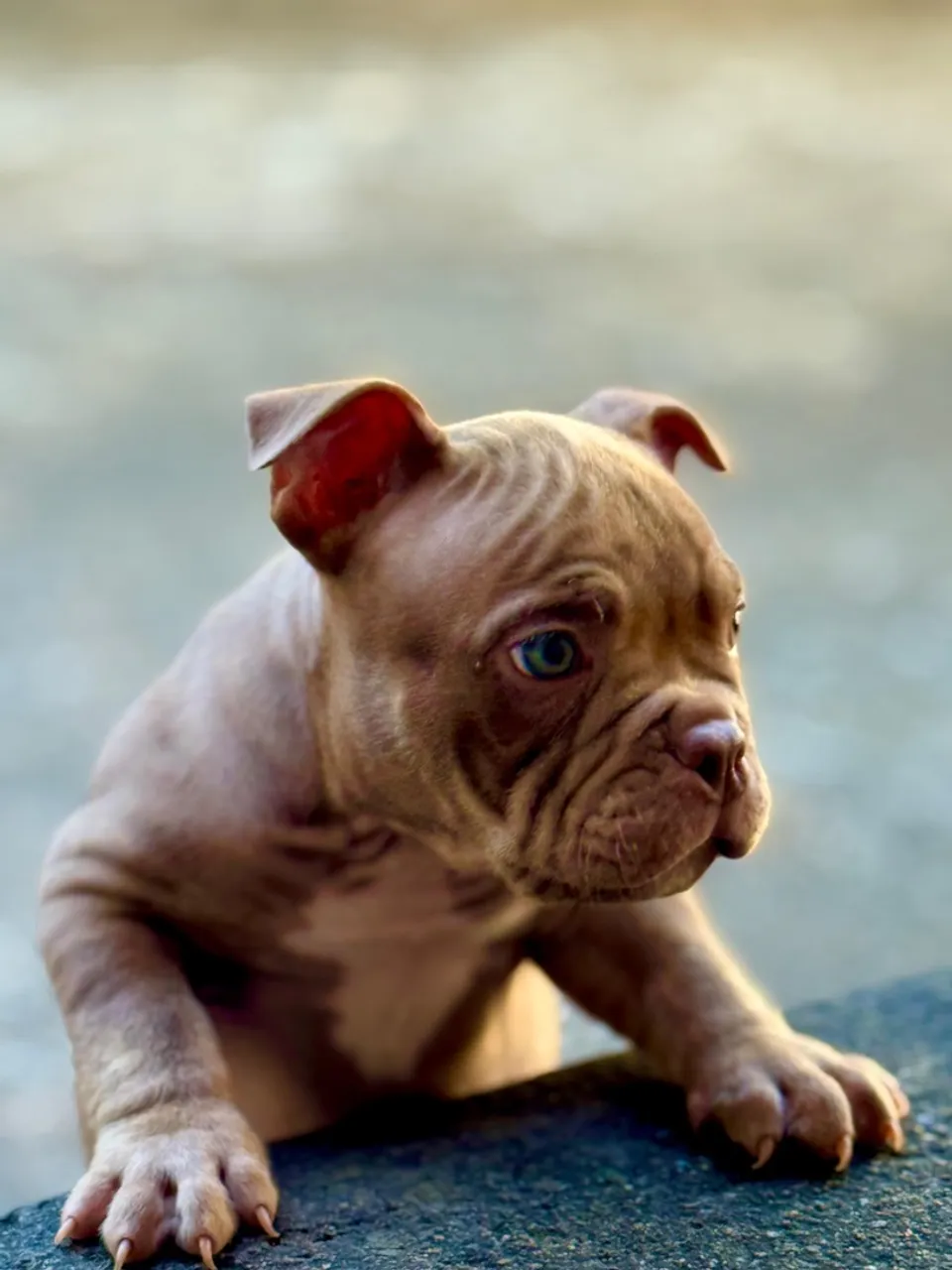 Filhote de American Bully macho tri Choco