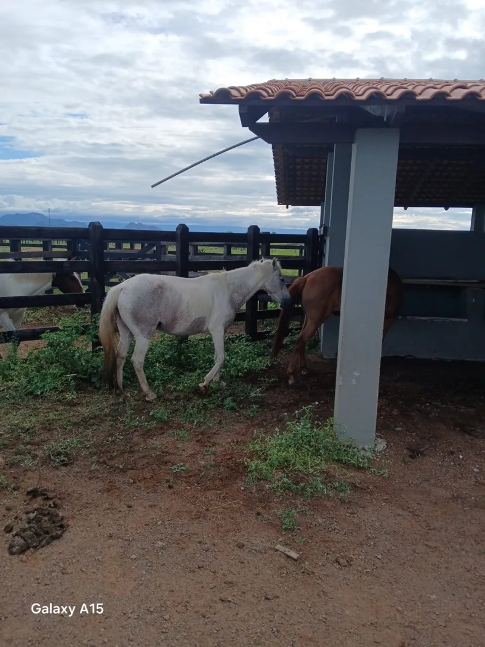 Cavalo 