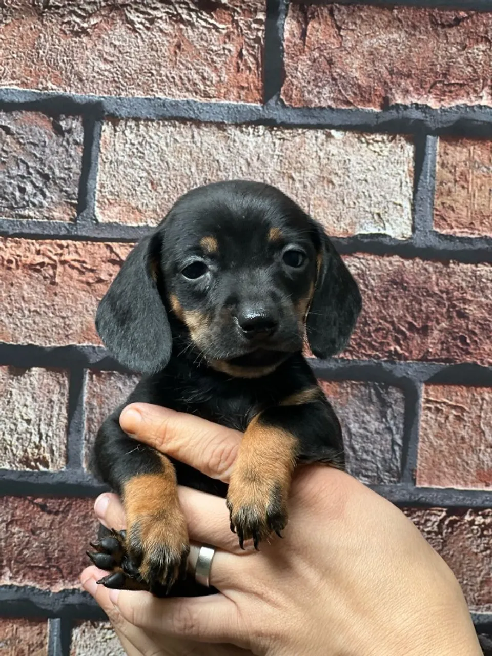 Seu Novo Melhor Amigo Está Aqui - Filhotes de Basset Dachshund à Venda