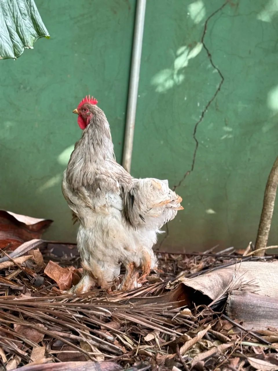 Casal galo e galinha brama  - Foto 3