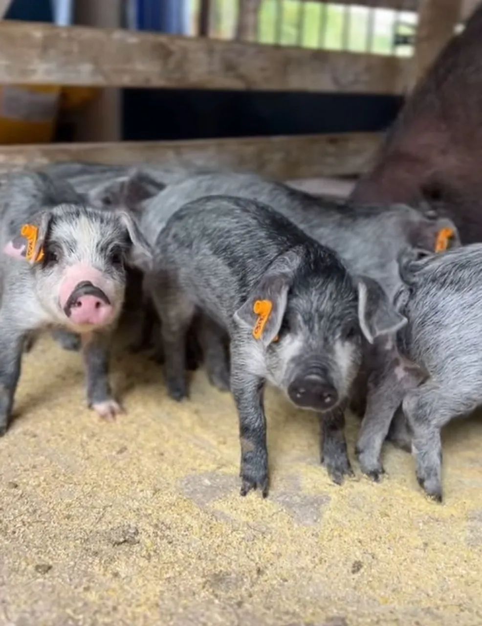 Porco Pietrain, Porco Duroc, Porco Moura em Minas Gerais - Suínos Prime - Minas Gerais - Foto 6