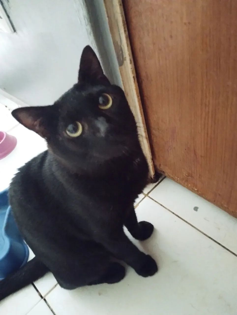 Adoção Responsável - Pedro - Foto 3