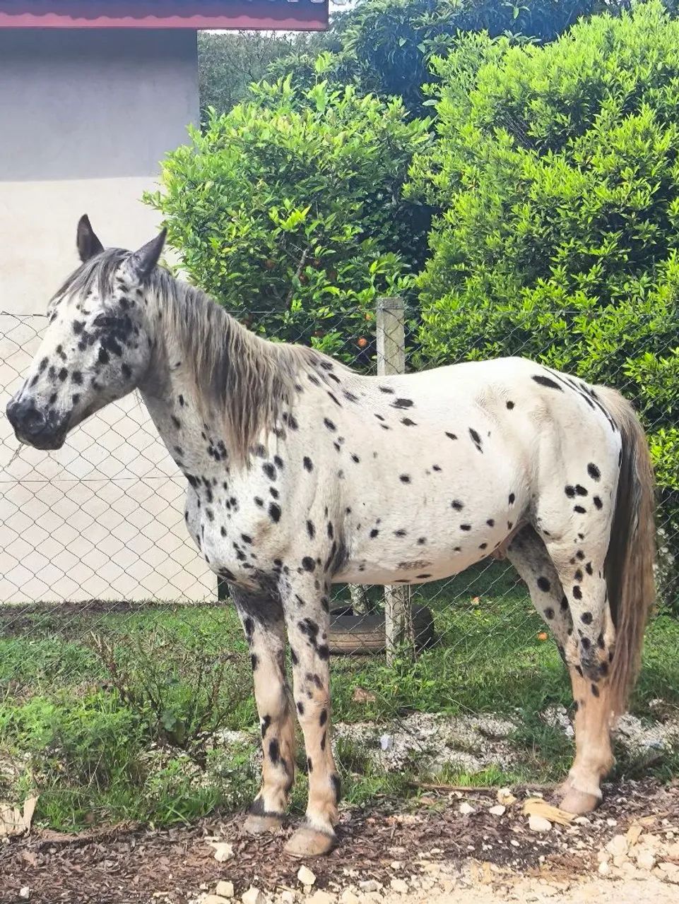 Cavalo crioulo  - Foto 6