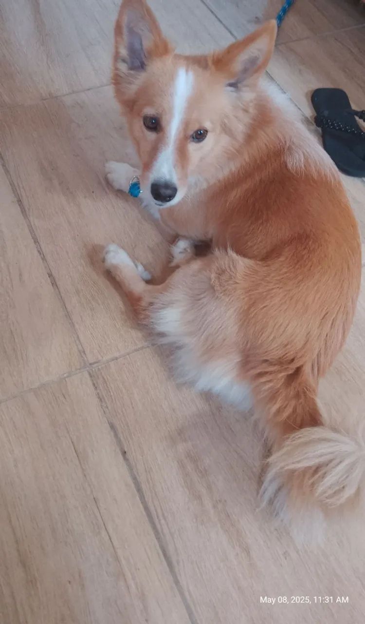 Cachorro fofinho  - Foto 3