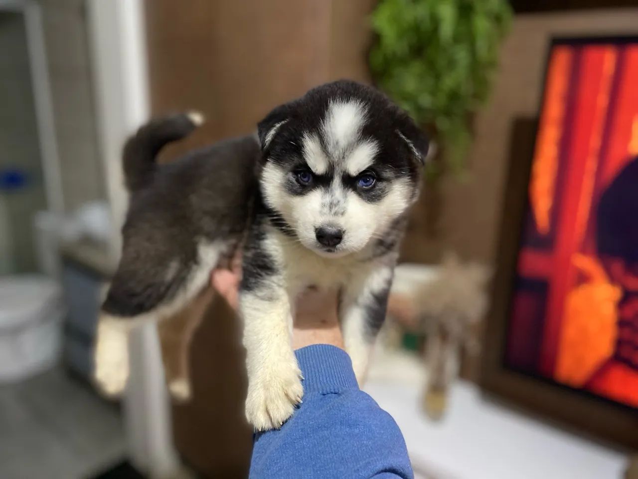 Filhote de Husky Siberiano com olhos azuis - Foto 5