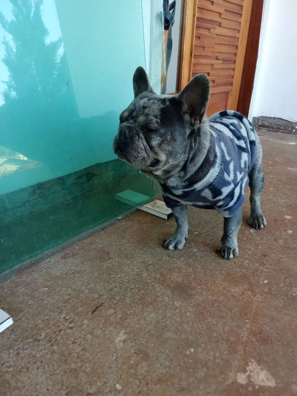 Bulldog Francês Fofo - Odin - Foto 3