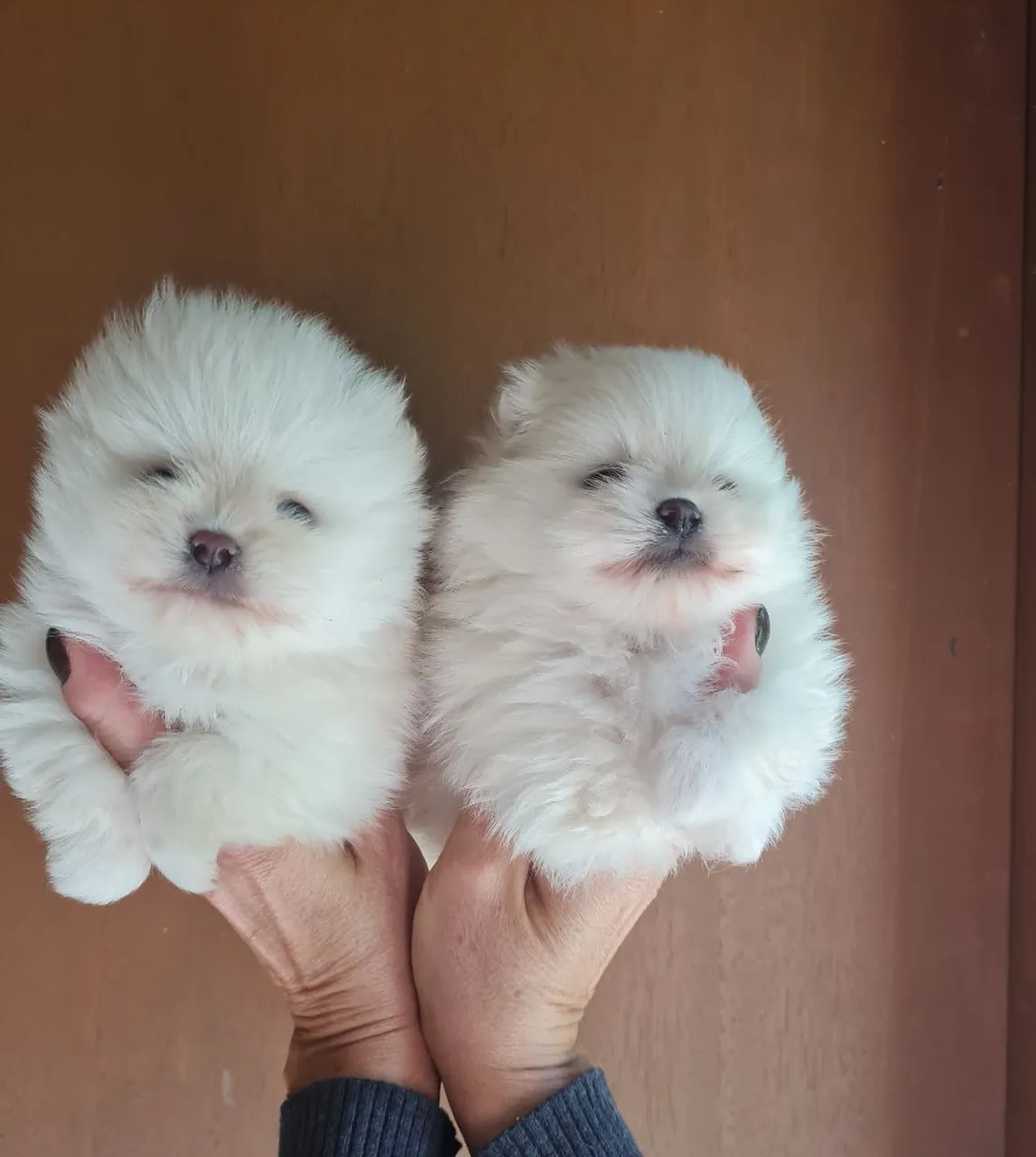 Filhotes de Spitz Alemão/ Lulu da Pomerânia