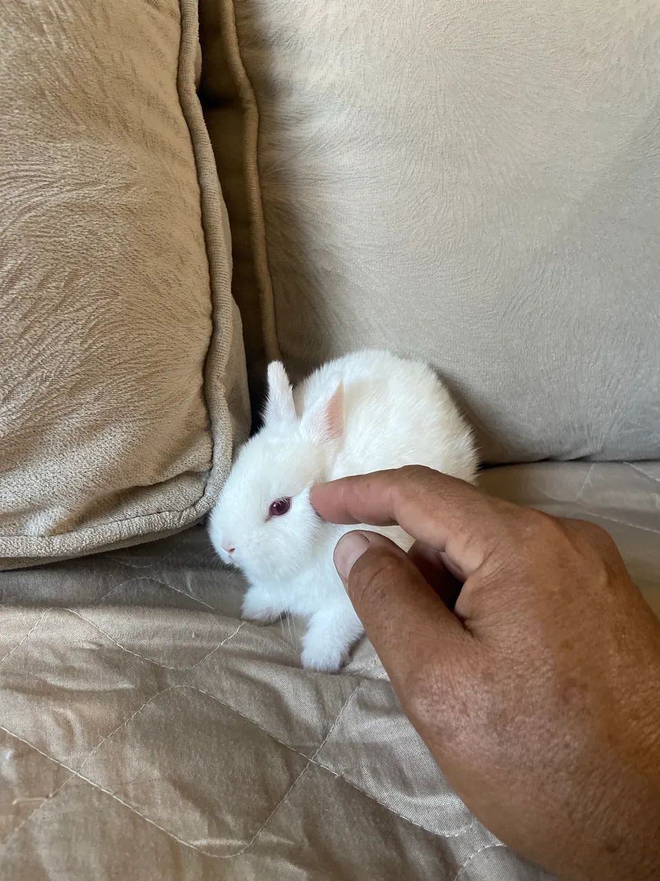 Mini  coelhos  nederland o menor coelho do mundo - Foto 5