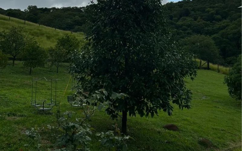 O verde que você merece - Foto 4