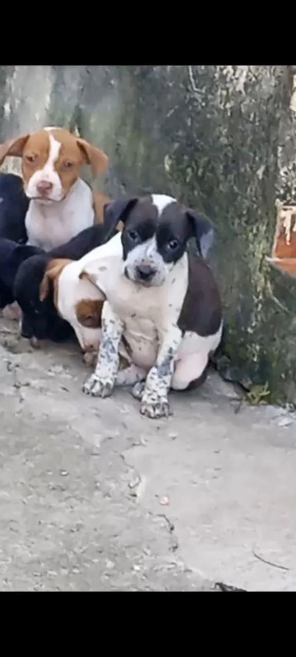 Filhotes de Pitbull - Foto 2