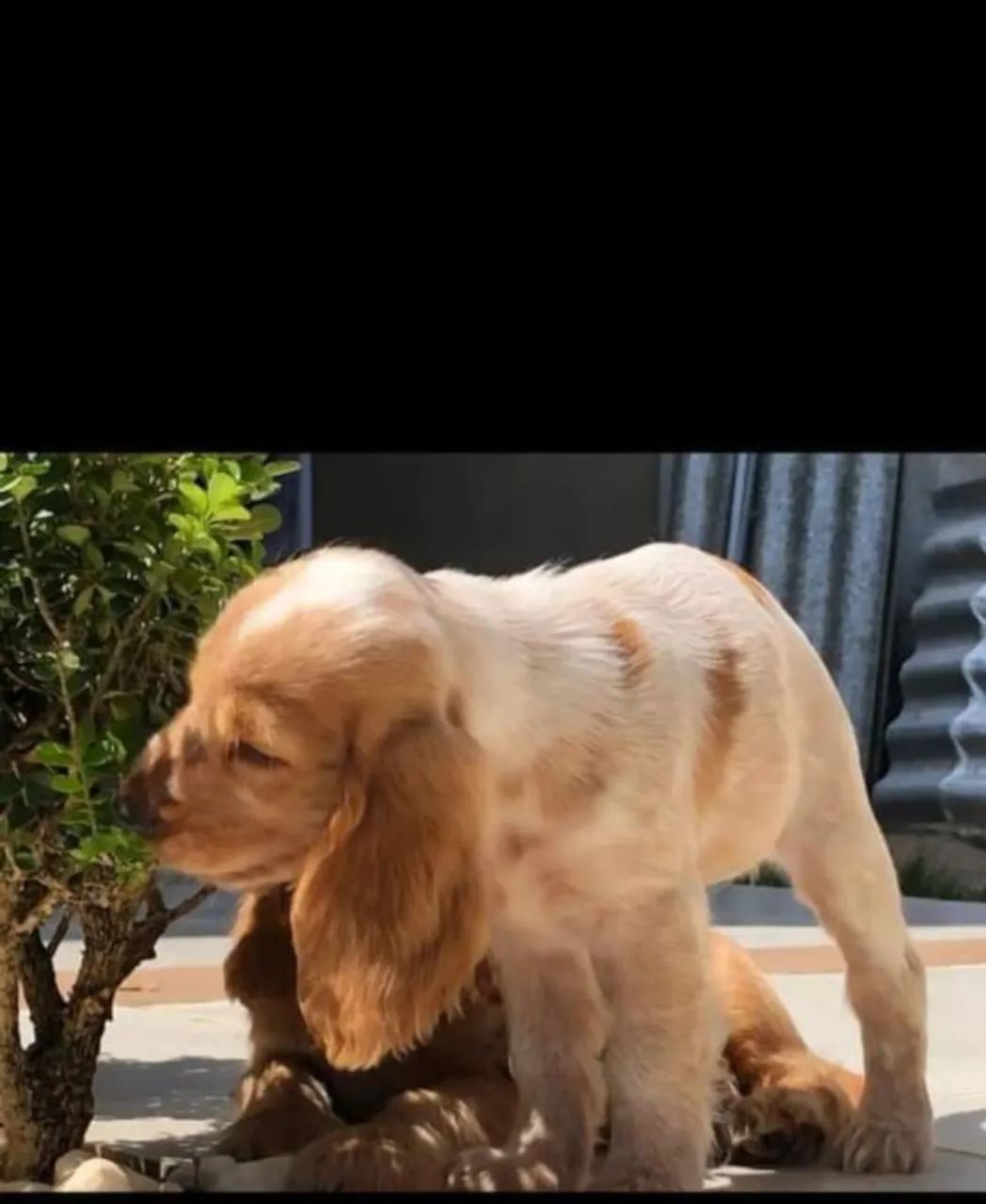 Filhotes de Cocker Spaniel Inglês