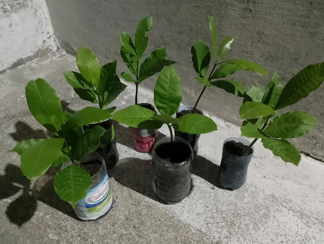 Mudas de frutíferas - Foto 3