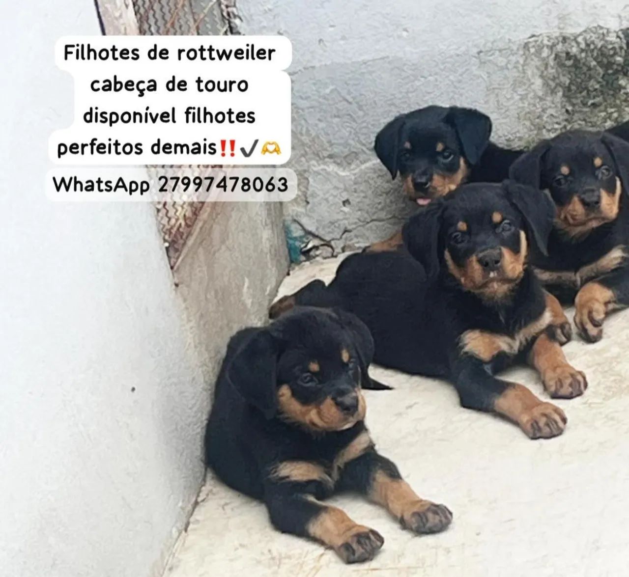 Filhotes Rottweiler cabeça de touro  - Foto 2