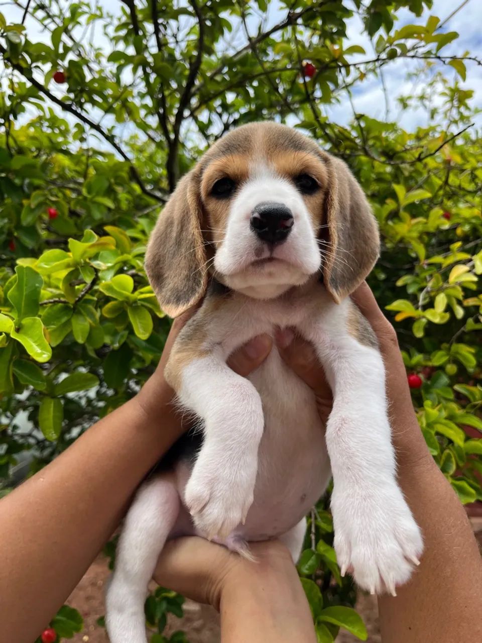 Filhotes Beagles com Pedigree 