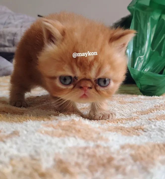 Filhote Persa - Foto 5