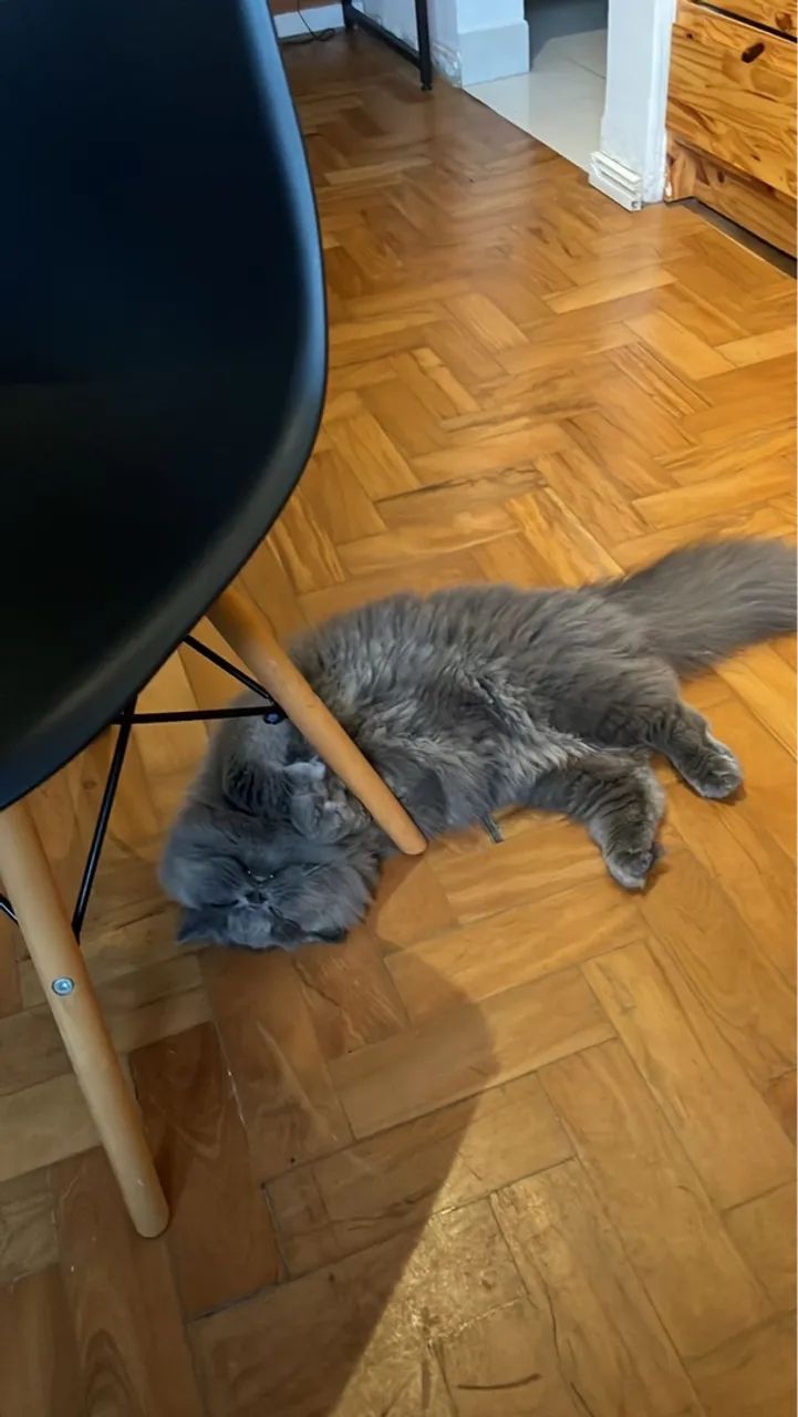 Gato Persa Cinza Procura Namorada Persa para Cruzar! - Foto 2