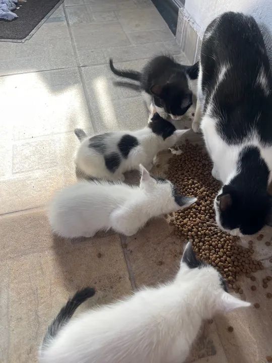 Doação de gatinhos filhotes  - Foto 3
