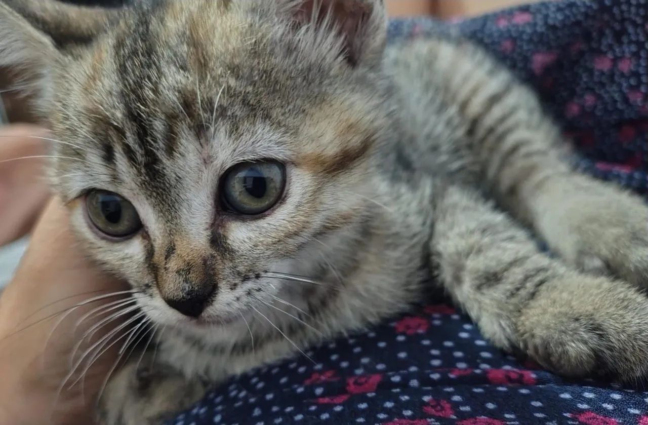 Filhotes de gato para doação  - Foto 3