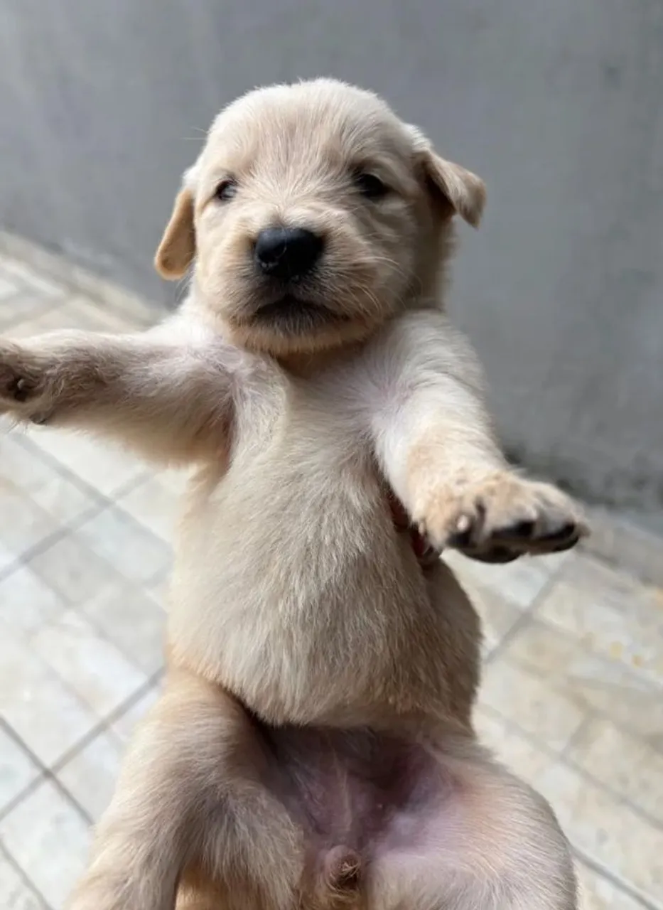 Filhote fêmea Golden ( valor abaixo pra vender hj mesmo)