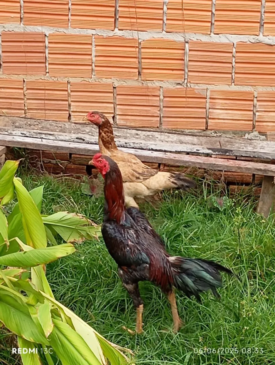 Galo e galinhas