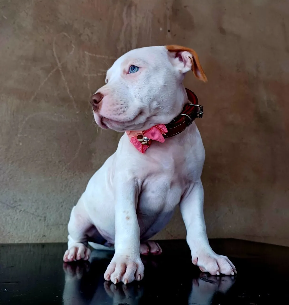 Filhote de Pitbull com olhos azuis
