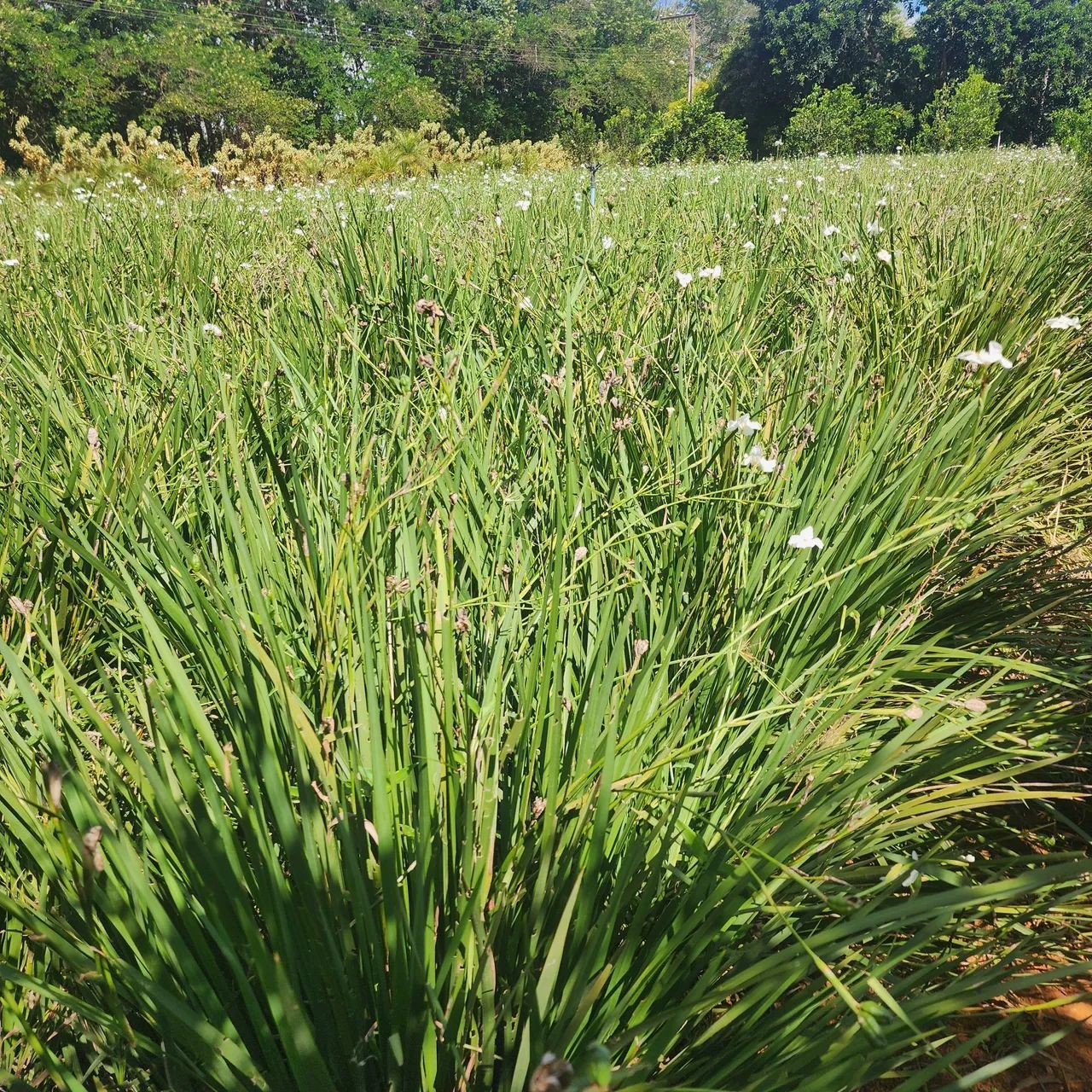 Moreia  Branca (touceira) - Foto 2