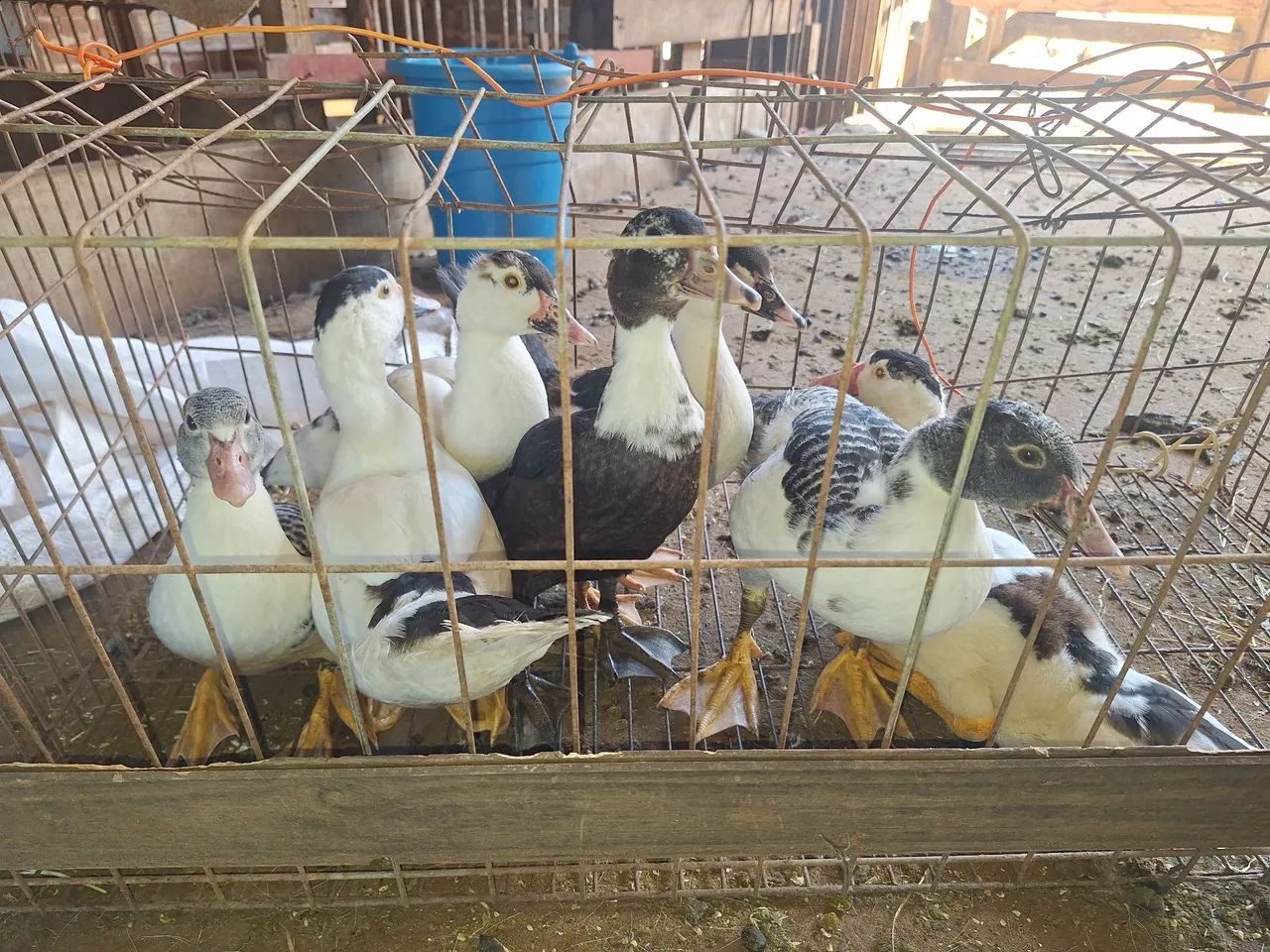 Patas e patos/ patinhos - Foto 5