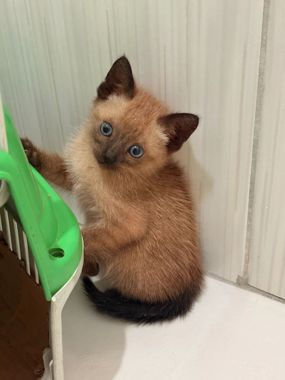 Gato macho para adoção  - Foto 2