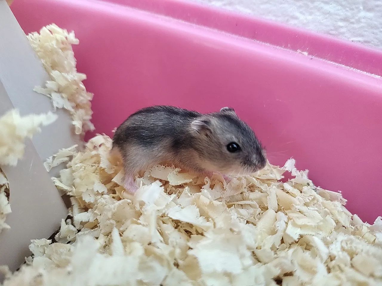 Hamster anão russo 