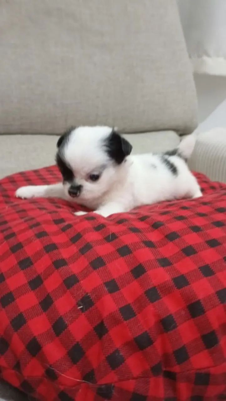 Chihuahua Pelo Longo  - Foto 2