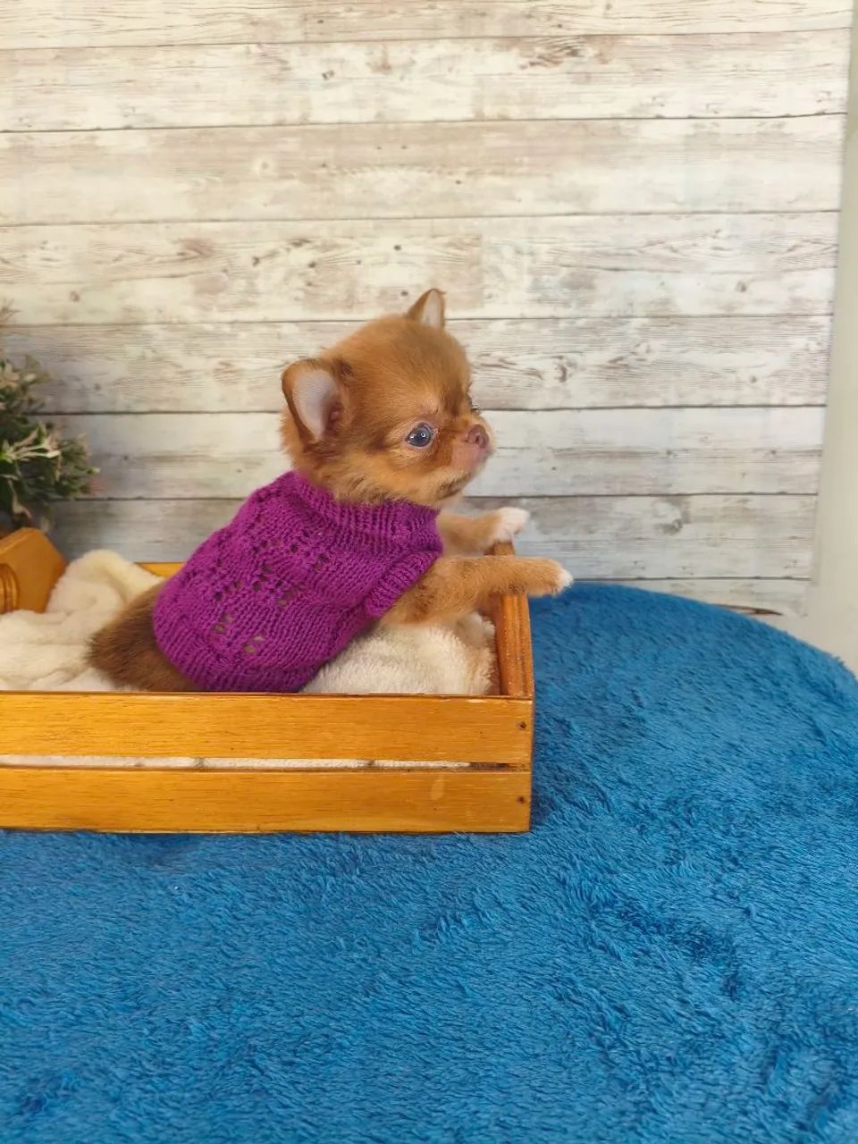 Chihuahua Macho - Foto 2
