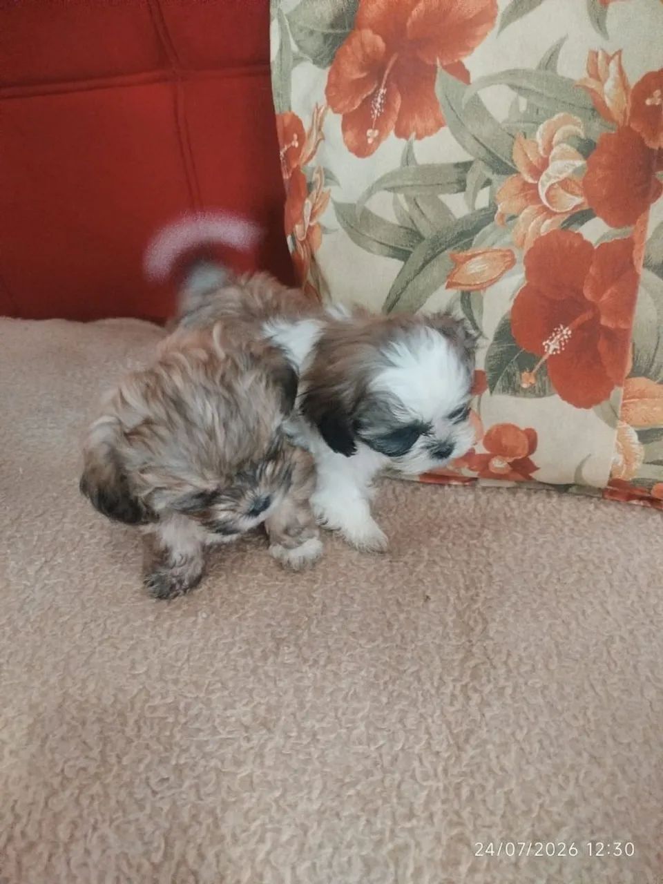 Lhasa Apso  - Foto 3