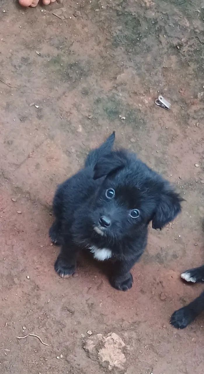 ADOÇÃO RESPONSÁVEL 