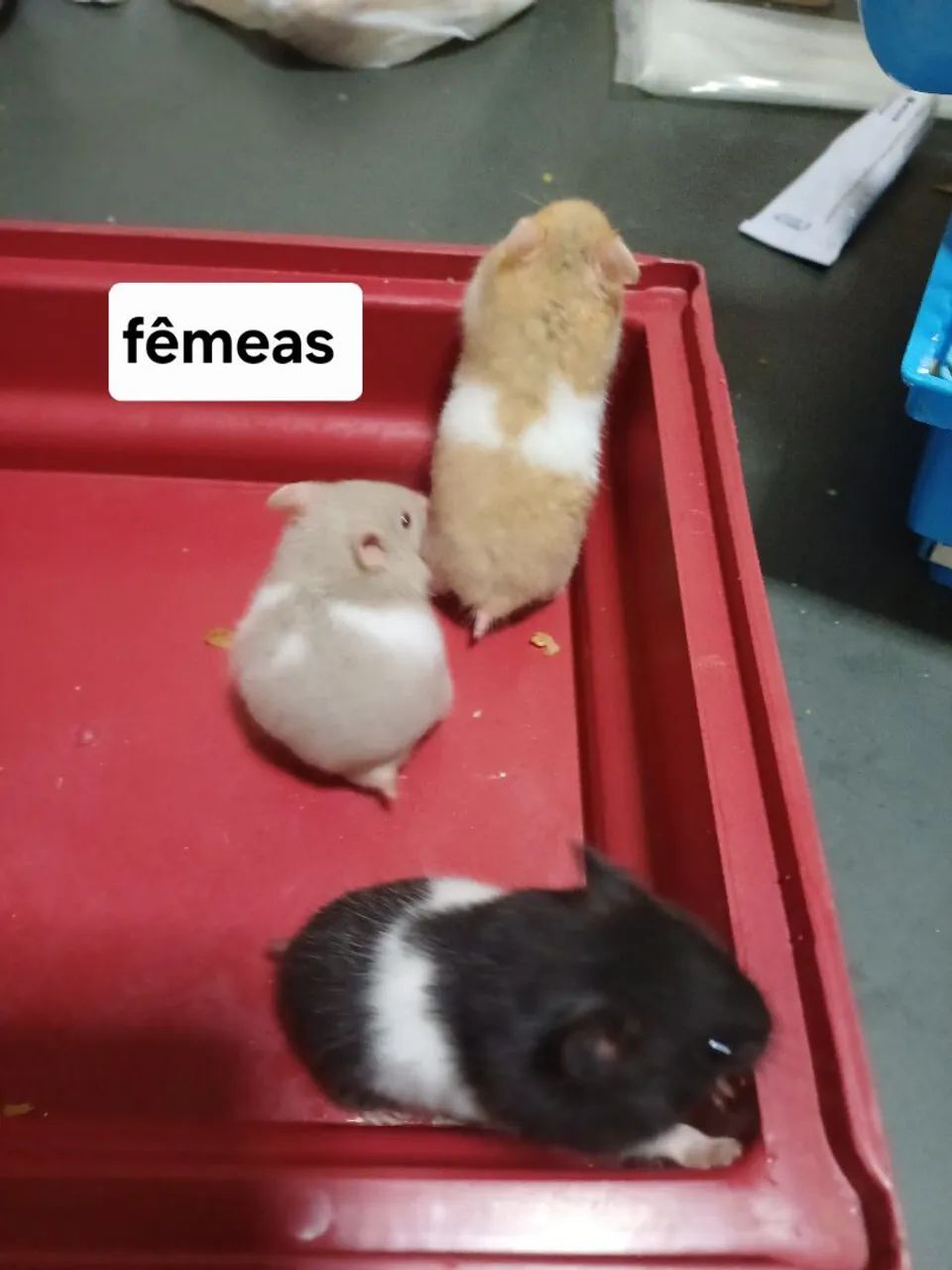 Hamster Sírio 415080000604743680