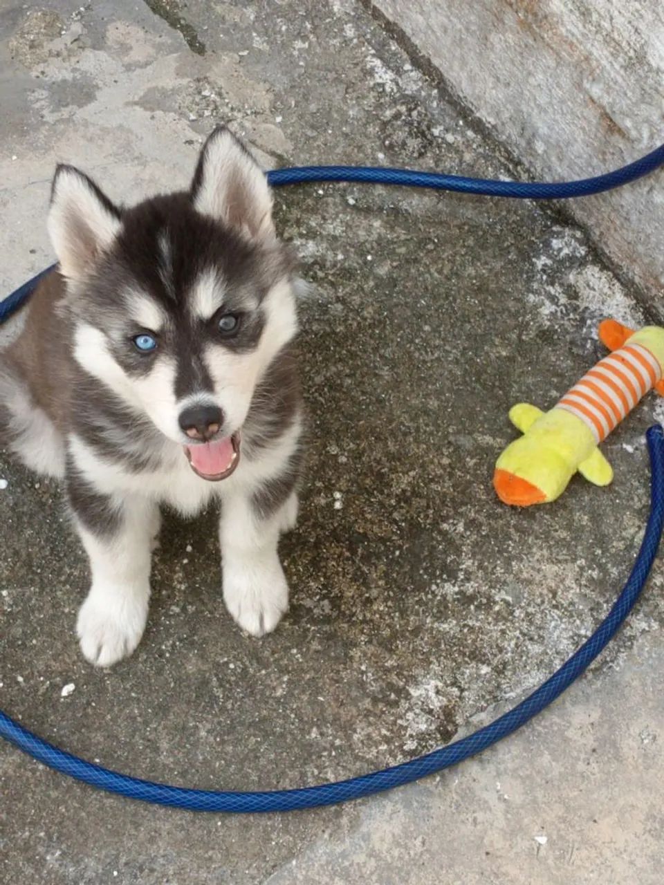 Husky siberiano  - Foto 3