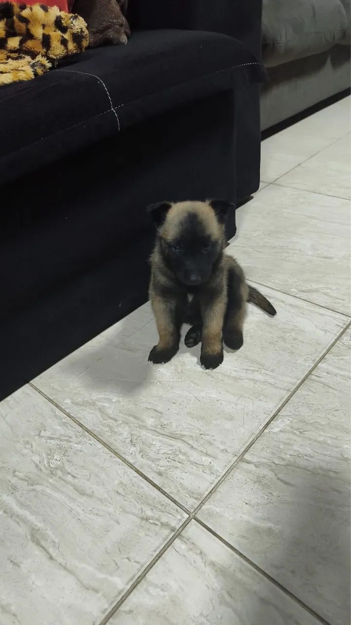 Filhotes de pastor belga malinois