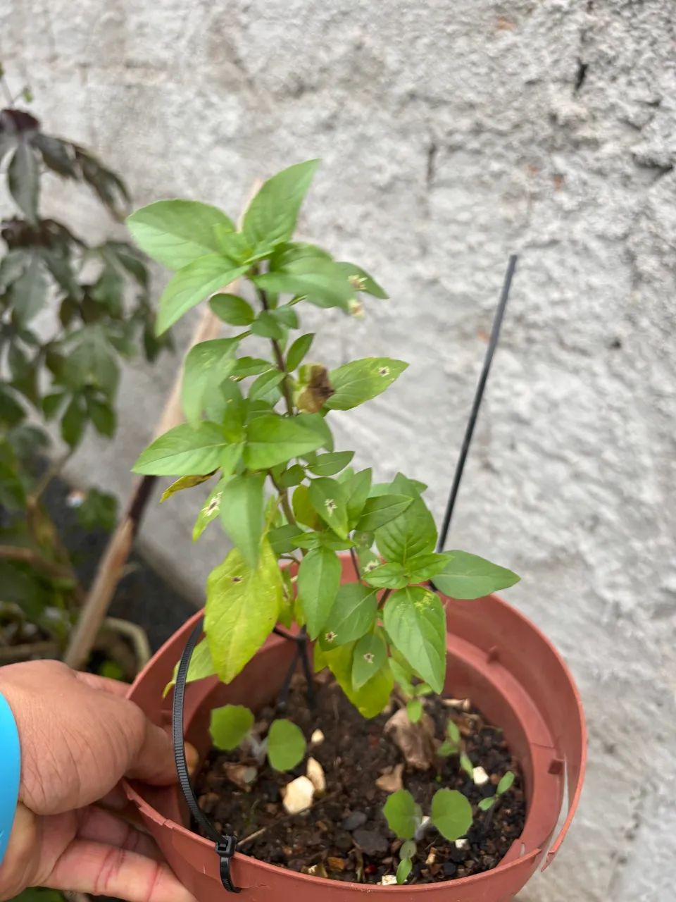 Mudas de plantas - Uberlândia - Foto 5