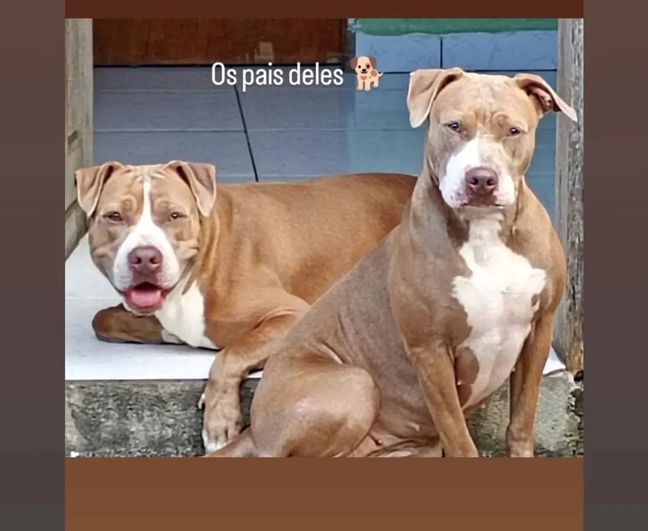 Duas filhotes de pitbull - Foto 5